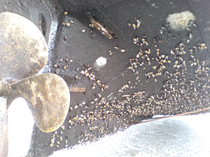 Kleine Muscheln mit größeren Abständen zueinander und etwas Schwamm am Heck